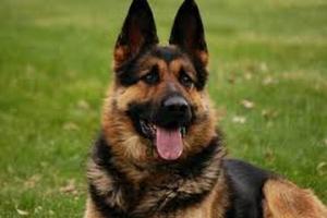 Veterinarias Sin datos  ESCUELA CANICA EL AMIGO FIEL.